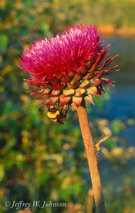 MuskThistle